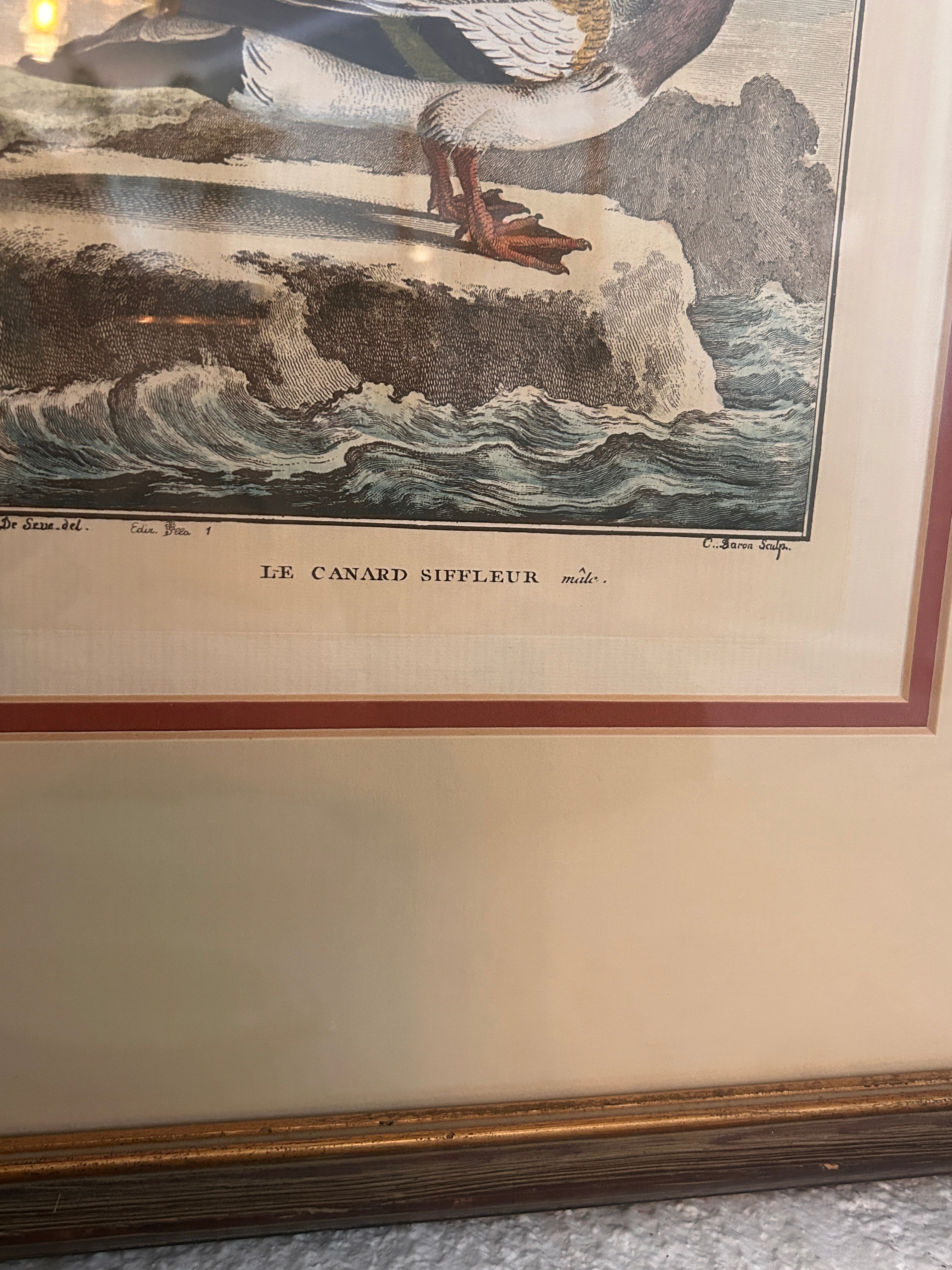 Vintage Framed Hand-Colored Italian Duck- The Florentine Collection