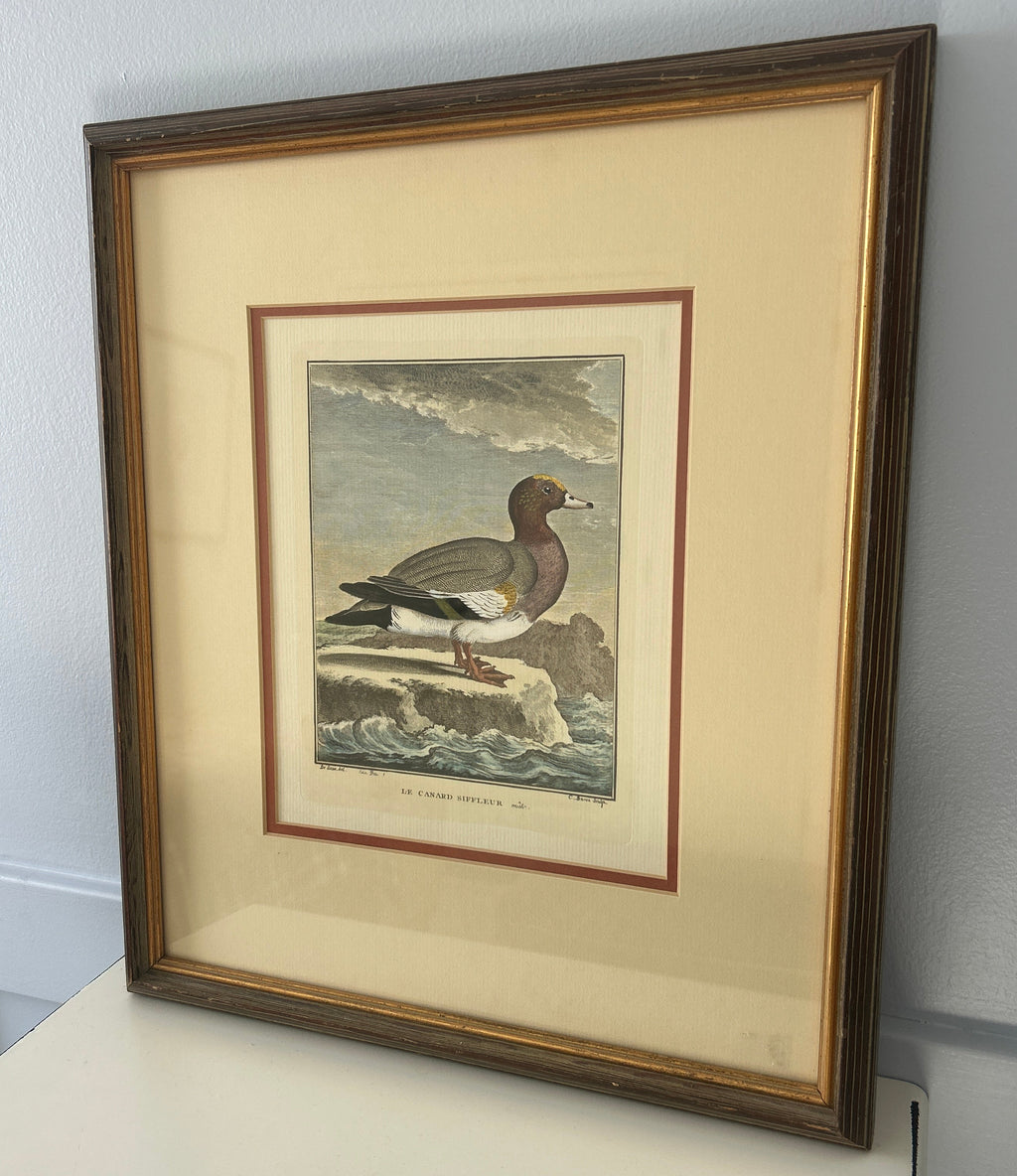 Vintage Framed Hand-Colored Italian Duck- The Florentine Collection